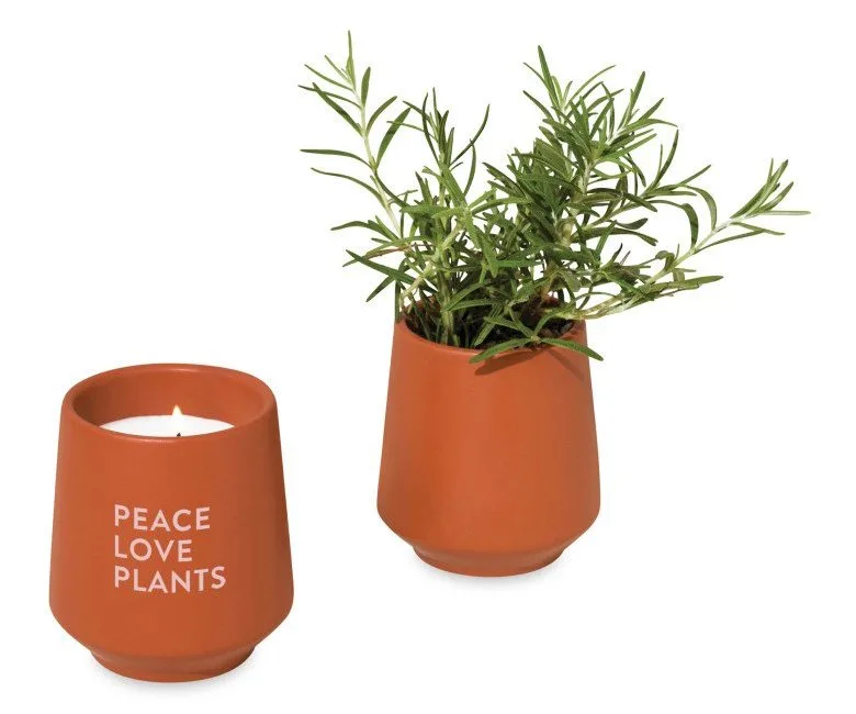 Modern Sprout rooted candle that transforms into a plant after burning completely